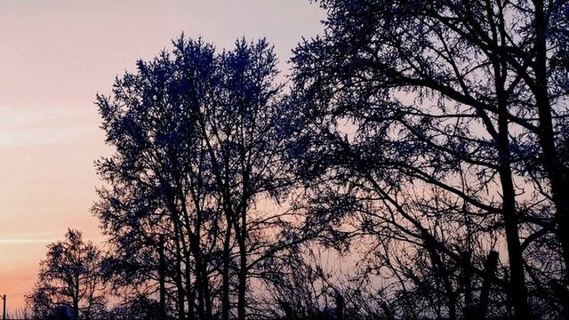 И  Бродский  Сад #философскаялирика #поэты20века