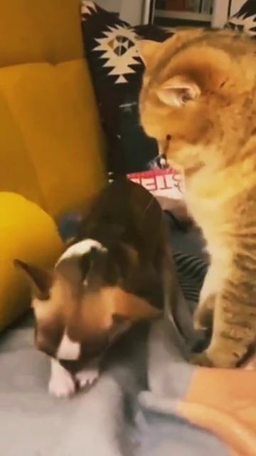 Кошки или Собаки вечный спор #catanddog #tiktokvideo смотреть онлайн