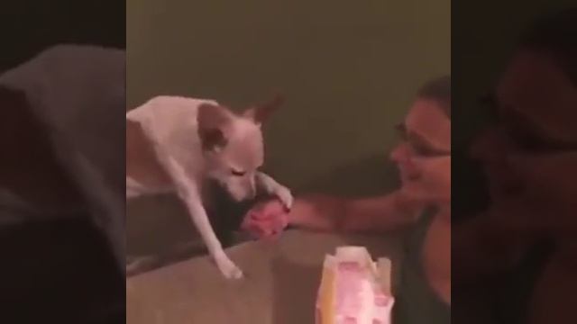 Собакины смотреть онлайн