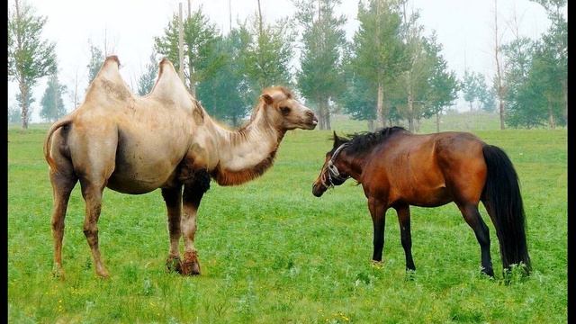В  Маяковский  О разнице вкусов #стихиожизни #поэтысеребряноговека