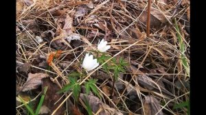 А Ахматова  Сегодня мне письма не принесли #стихиолюбви #поэтыCеребряноговека