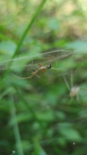 Паук кавалер наведался в гости к даме смотреть онлайн