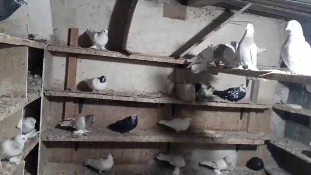 Оптом дона ёк 30 та тошкентда 99 304 33 54 смотреть онлайн