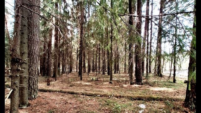 С  Есенин  Сохнет стаявшая глина #стихиовербномвоскресенье #поэтысеребряноговека