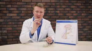 Кызласов П.С. Что такое искусственный сфинктер МП