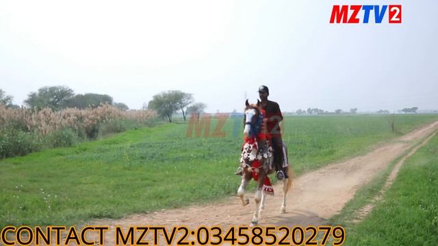 introduction of famous breeder horse Crown Prince and his 12 children in the same farmhouse۔ смотреть онлайн