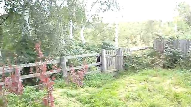 Корова Дарёнка смотреть онлайн