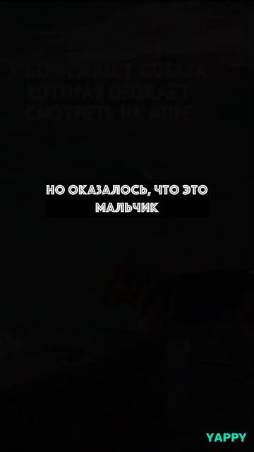 Песик из Сочи все еще ждет своего хозяина... смотреть онлайн