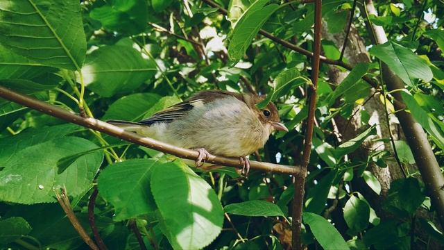 А Вознесенский  Русско - американский романс #гражданскаялирика  #поэты20века