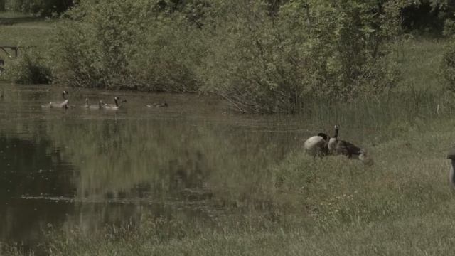 Geese Grazing -BMPCC Test with T Smart Adapter for EF-S lenses! смотреть онлайн