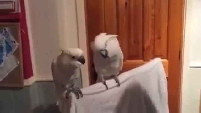 Прикол с попугаем,попугай танцуетXD смотреть онлайн
