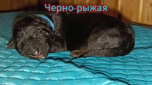 щенки немецкой овчарки смотреть онлайн