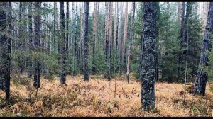 Д  Мережковский  Родное #стихиородине #стихиоприроде #философскаялирика  #поэтысеребряноговека