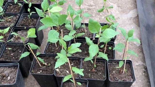 Фисташка настоящая. Выращивание сеянцев фисташки.