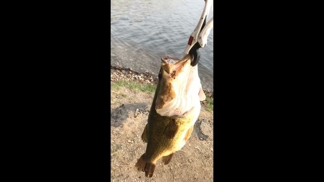 Biggest Bass of my life! 5 pound 13 oz Michigan Largemouth смотреть онлайн
