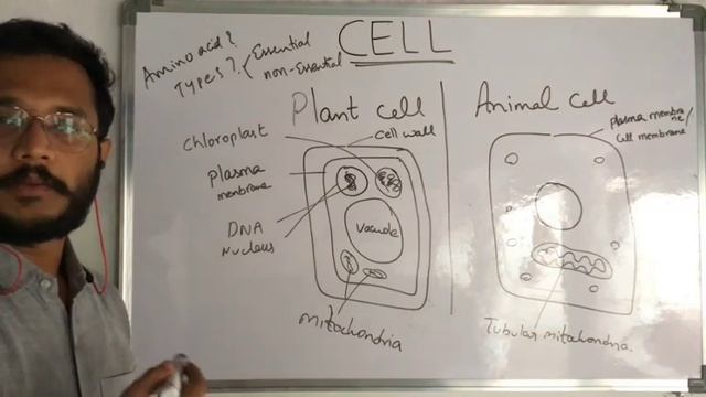 Cell -part 2 (foundation classes) Differences between plant and animal cells смотреть онлайн