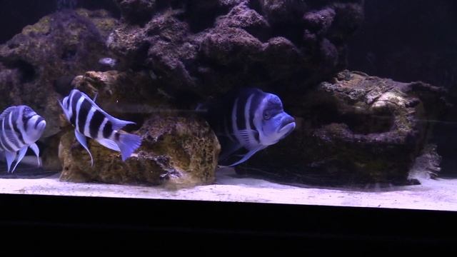 Frontosa Moba смотреть онлайн