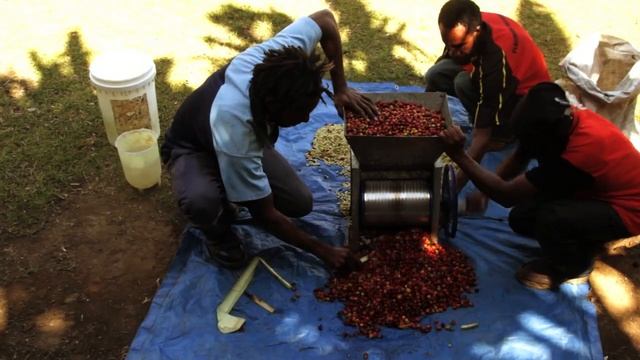 Coffee In Papua New Guinea
