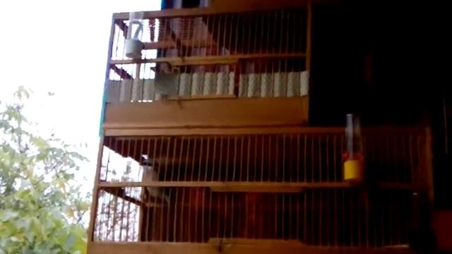 Сорокопут и щегол смотреть онлайн