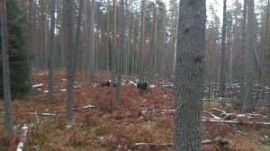 загонная охота на лося