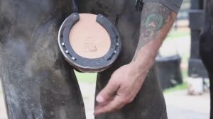 как подковывают лошадей