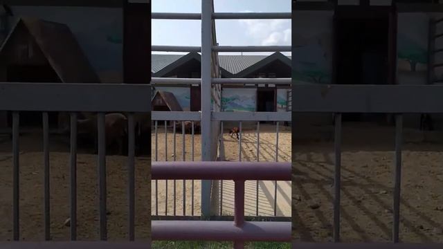 СМЕШНЫЕ МАЛЫШИ #shortsvideo #shorts #лето2021 #гродно #зоопарк #овцы #приколы #подпишись смотреть онлайн