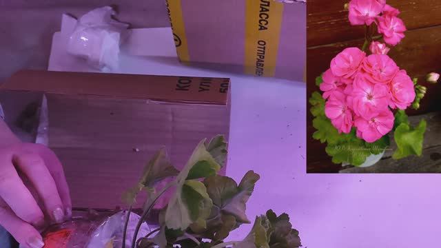 Распаковка посылки от канала Пеларгонии и Ко .Обзор Черенков пеларгонии