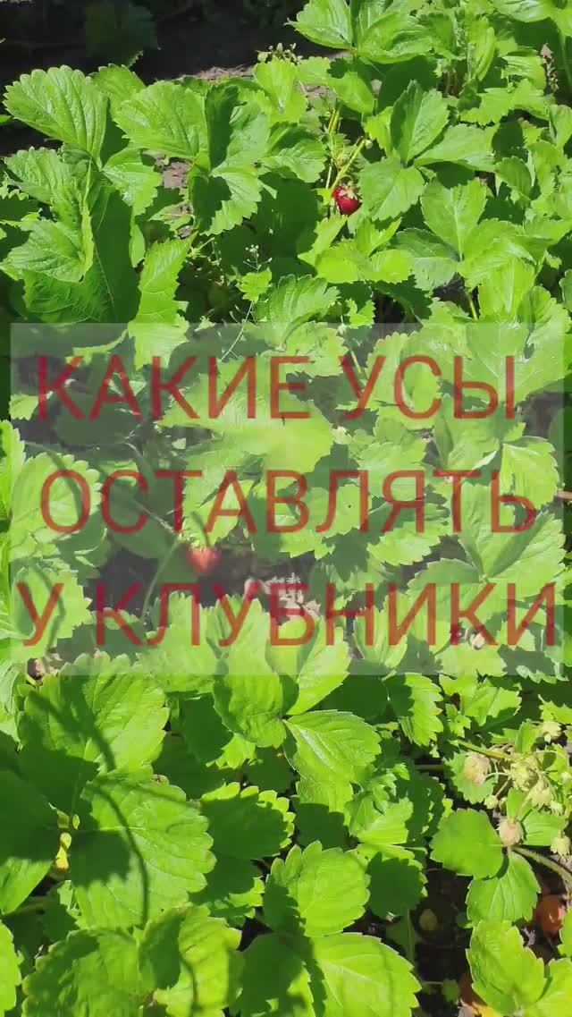 Какие усы оставлять у клубники