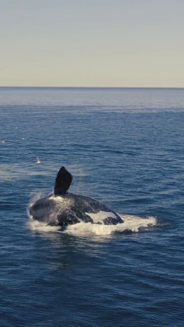 A huge Whale jumping out of water 🐳 | 4K Video 📸 #photography #sea #fish #bluewhale #biggest #4k смотреть онлайн