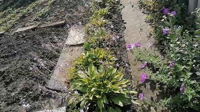 Занимаю Себя чем Нибудь //Собака // Обзор Моего Огорода. смотреть онлайн