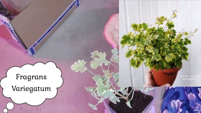 Обзор посылки с душистыми пеларгониями с Авито из Краснодара