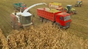 Новый рекорд! 1443 тонн силоса за 8 часов