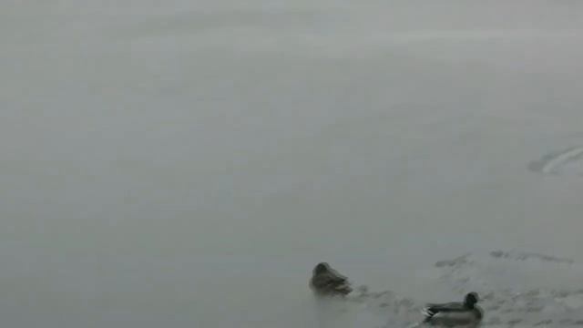 Утки на озере накануне отлёта