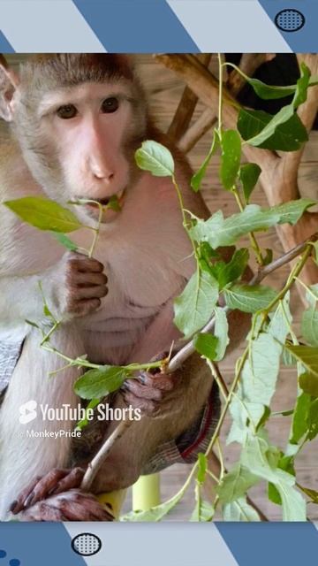 Мы написали свою авторскую песню, полная версия в телеграм MonkeyPride #shortsvideo #shorts смотреть онлайн