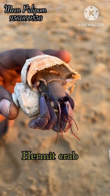 Hermit Crab | துறவி நண்டு | Meen Pidipom #hermitcrab #fish #fishing #chennai #angler #entertainment смотреть онлайн