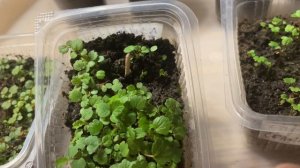 ВАЖНЫЕ ПРАВИЛА пикировки и выращивания земляники:клубники!