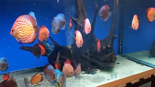 По следам чемпионата "Дискус 2024". Часть вторая. смотреть онлайн