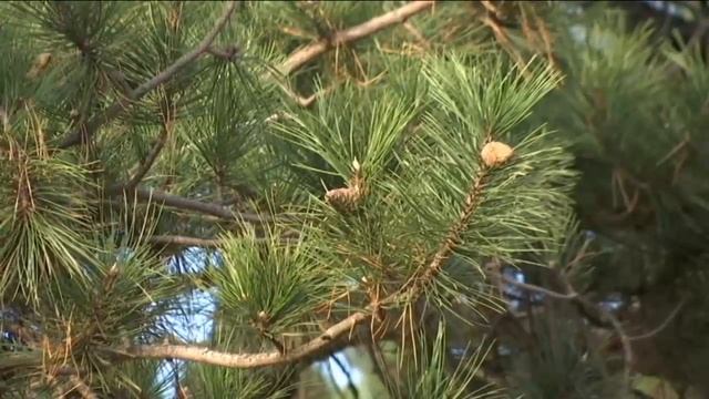 Zlatni bor (Pinus silvestris variegata „zlatiborica") смотреть онлайн