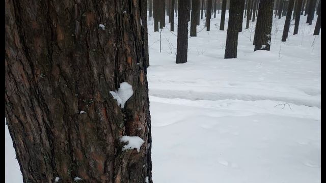 Н Панченко  Никуда не уйти от себя   никуда! #философскаялирика #поэзия20века