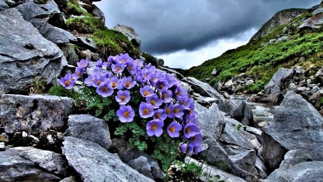 Игорь Северянин  Двусмысленная слава #стихиопоэзии #эгофутуристы #поэтысеребряноговека