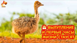 Вылупление африканских страусят и первые часы жизни
