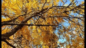 А Ахматова  Любовь покоряет обманно #стихиолюбви    #поэтыСеребряноговека