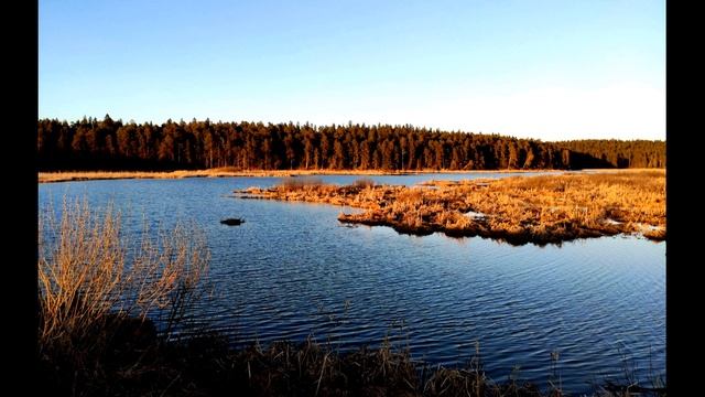 А  Ахматова  Широк и жёлт вечерний свет #стихиолюбви #поэтысеребряноговека