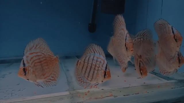 Дискусы Евгения Величко. Рекламный ролик. Продажа дискусов. смотреть онлайн