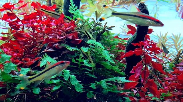 ADA 120-P Planting After 12Months смотреть онлайн
