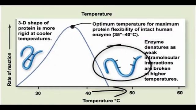 Chapter 2 The Effect of Temperature and pH on Enzyme Function смотреть онлайн