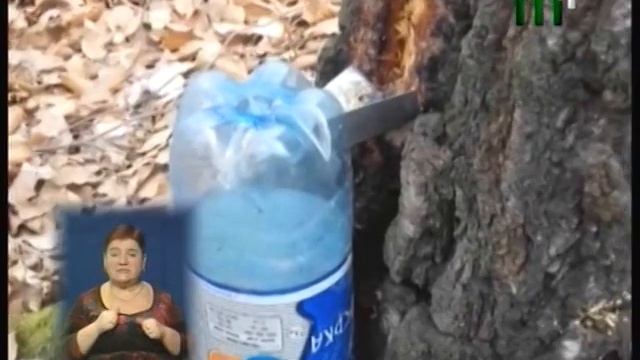 Сезон збирання березового соку на Закарпатті розпочато смотреть онлайн