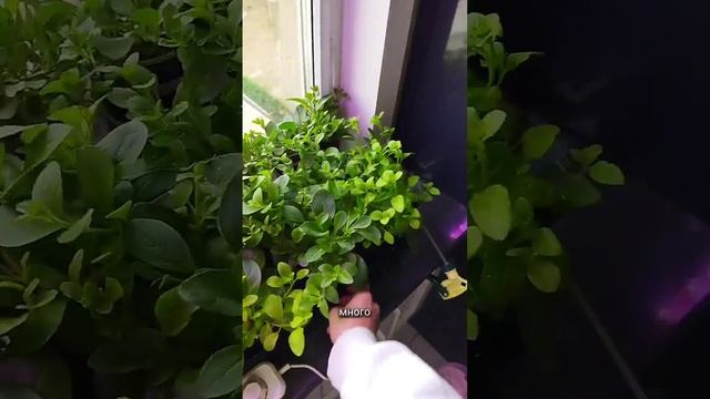 1 апреля. Рассада петуний. смотреть онлайн