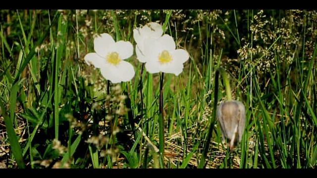 В  Брюсов  Детская  #стихиодетях #поэтысеребряноговека