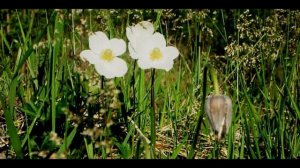 В  Брюсов  Детская  #стихиодетях #поэтысеребряноговека